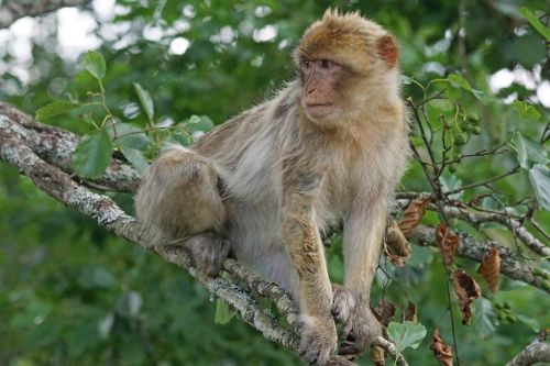 barbary ape old world monkey primates
