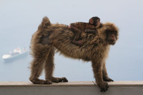 barbary ape gibraltar monkey