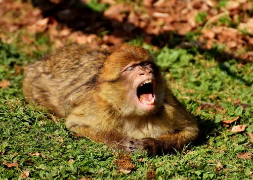 barbary ape yawn cute