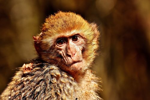 barbary ape portrait cute