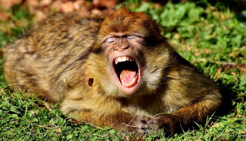 barbary ape yawn cute