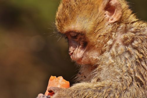 barbary ape eat carrot