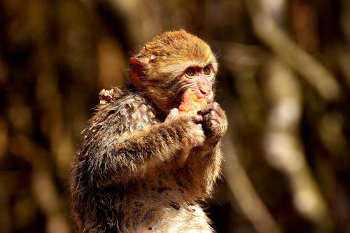 barbary ape endangered species monkey mountain salem