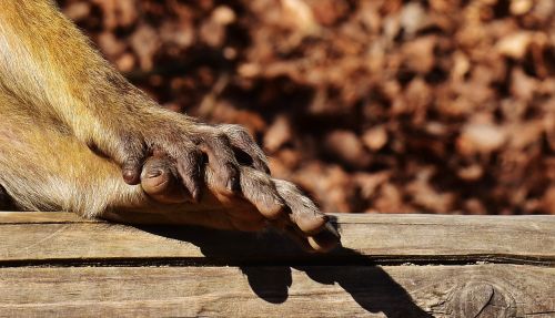 barbary ape foot hand