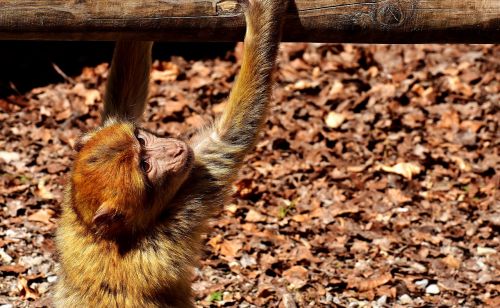 barbary ape endangered species monkey mountain salem