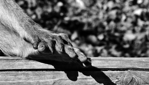 barbary ape foot hand