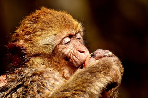 barbary ape eat pleasure