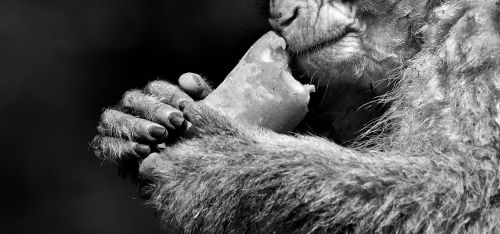 barbary ape endangered species eat