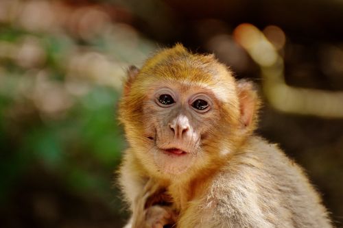 barbary ape eat food