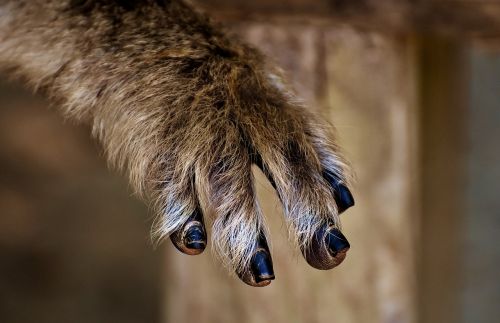 barbary ape foot close