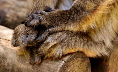 barbary ape hand foot