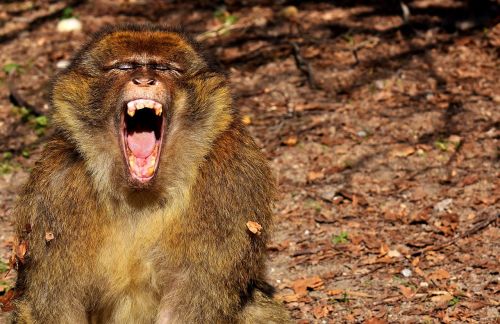 barbary ape yawn endangered species