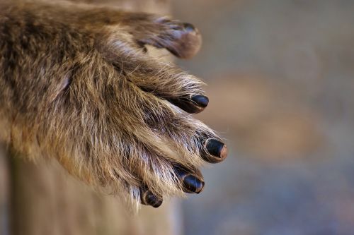 barbary ape hand foot