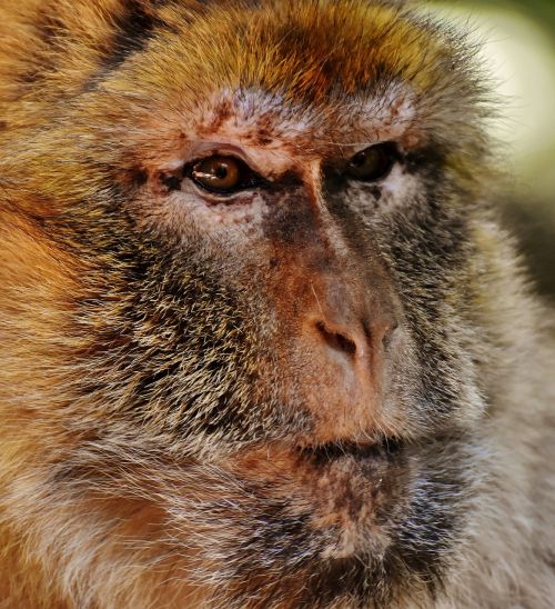 barbary ape endangered species monkey mountain salem