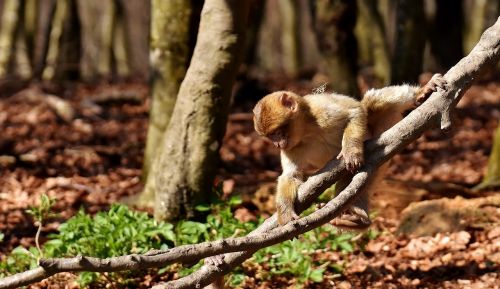 barbary ape climb play