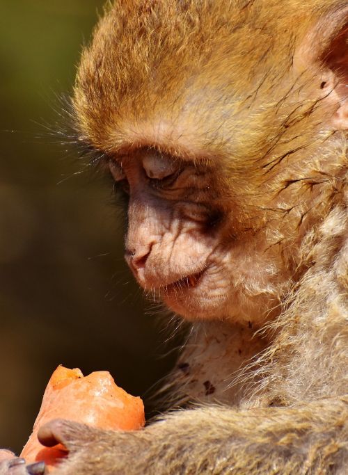barbary ape eat carrot