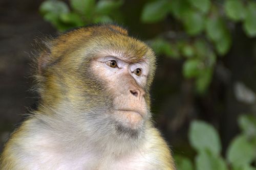 barbary ape monkey animal