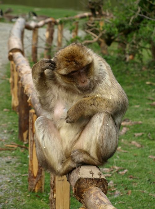 barbary ape monkey portrait monkey