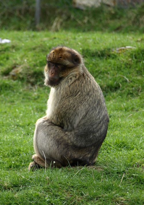 barbary ape monkey animals
