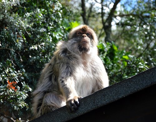 barbary ape  monkey rock  gibraltar