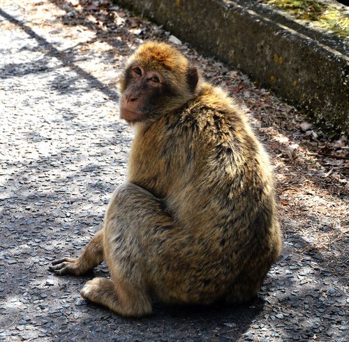 barbary ape  monkey rock  gibraltar