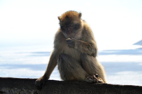 barbary ape  monkey rock  gibraltar