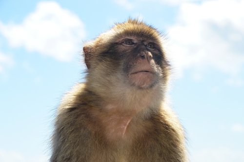 barbary ape  monkey rock  gibraltar