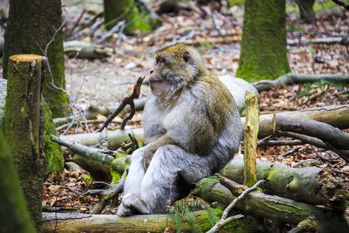 barbary ape  monkey  relax