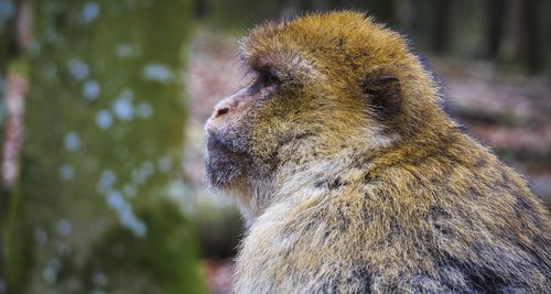 barbary ape  close up  monkey mountain