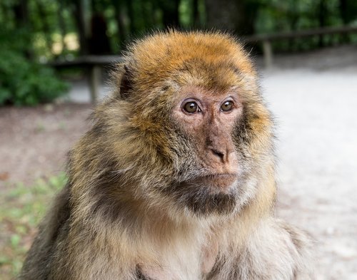 barbary ape  monkey  primate