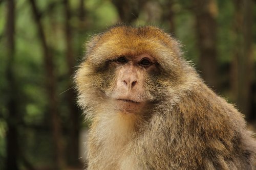 barbary ape  makake  monkey