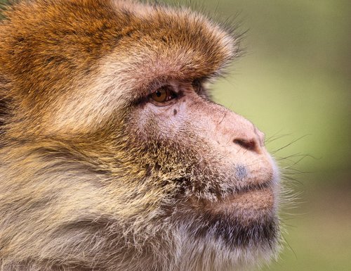 barbary ape  monkey  mahogany
