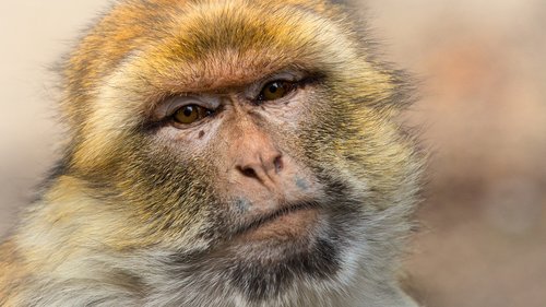 barbary ape  monkey  mahogany