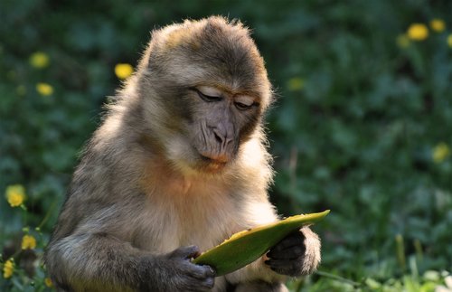 barbary ape  endangered species  monkey mountain salem