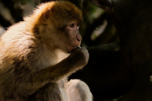 barbary ape  endangered species  monkey mountain salem