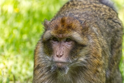barbary ape  endangered species  monkey mountain salem