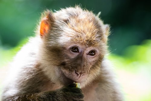 barbary ape  monkey  primate