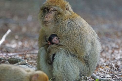 barbary ape baby monkey mountain
