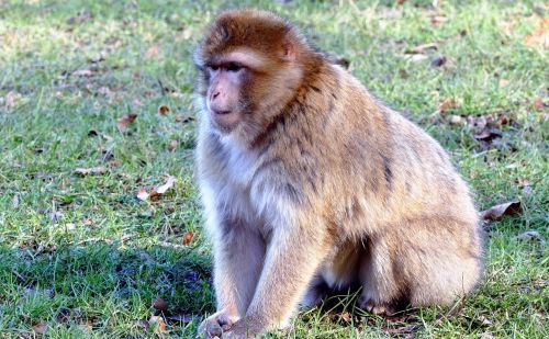 barbary macaque monkey barbary