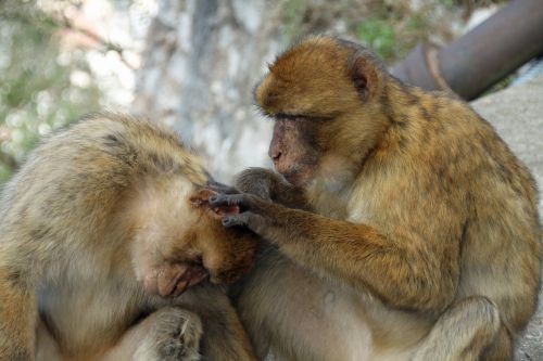 barbary macaque monkeys animal