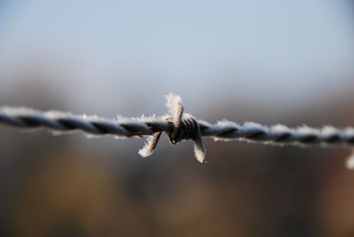 barbed wire winter ripe
