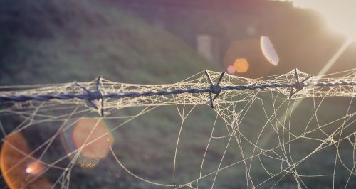barbed wire cobwebs dew