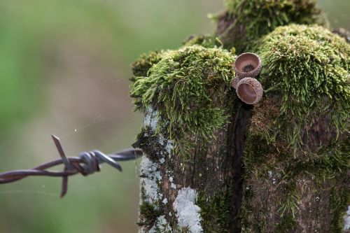 barbed wire fence pasture