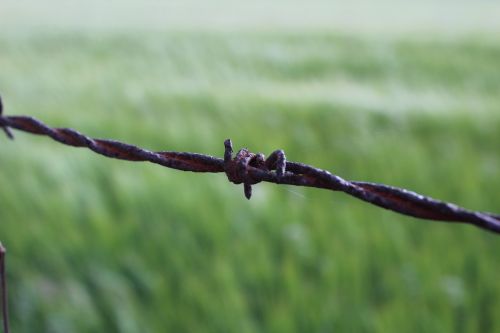 barbed wire meadow prison