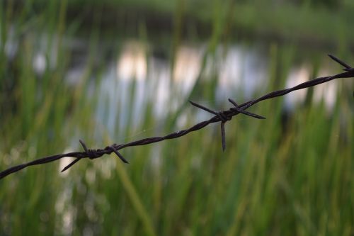 barbed wire fence green grass