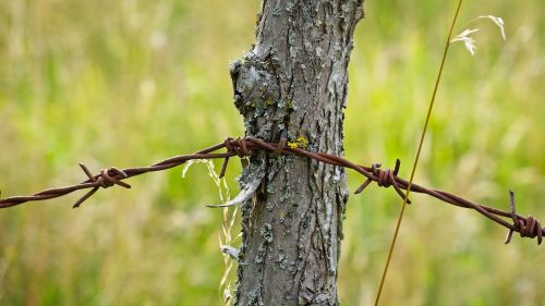 barbed wire wire metal