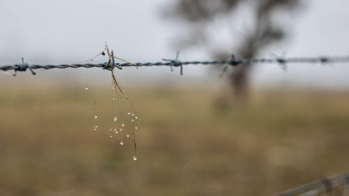 barbed wire dangerous scary