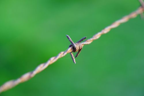 barbed wire meadow green