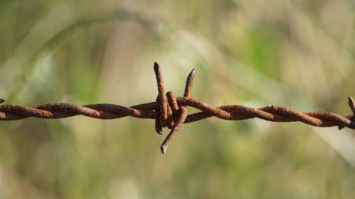 barbed wire  nature  outdoor