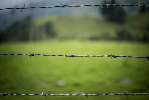 barbed wire  fence  nature